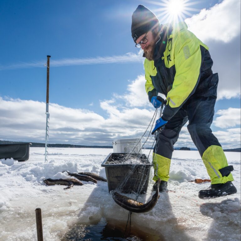 20240424 TALVIVERKKO JOONAS JA HAUKI VERKOSSA KUVA SANTATELEVISIO cropped 768x768