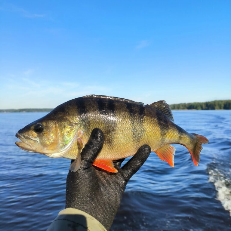 IMG 20250901 105036 cropped 768x768