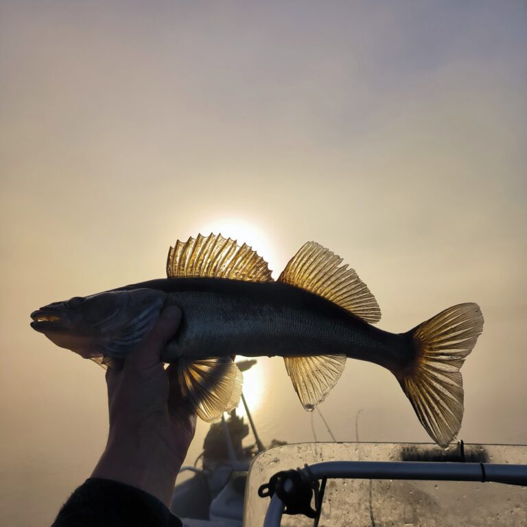 IMG 20250929 083241 cropped 2 768x768