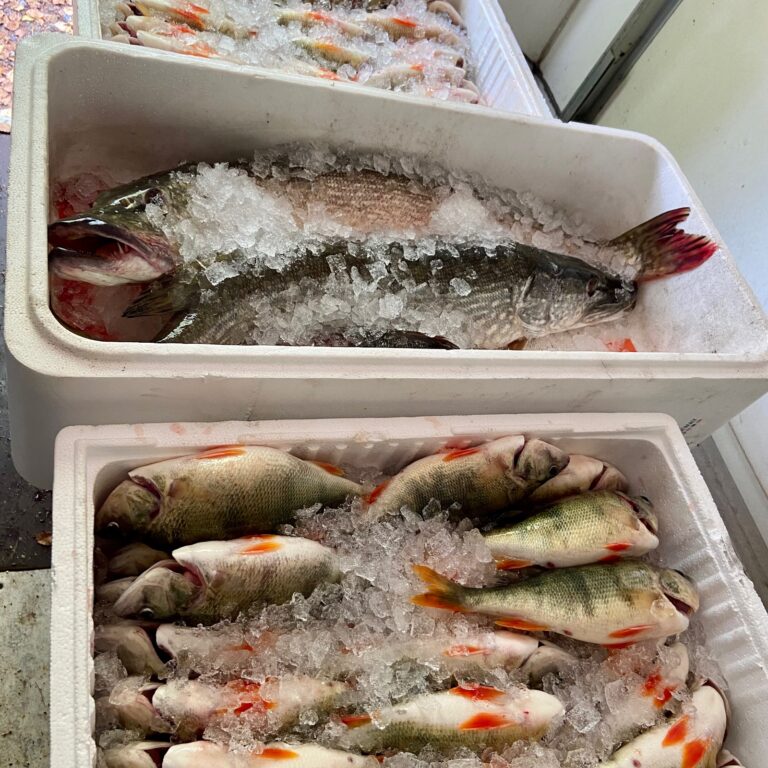 IMG 6546 cropped 768x768