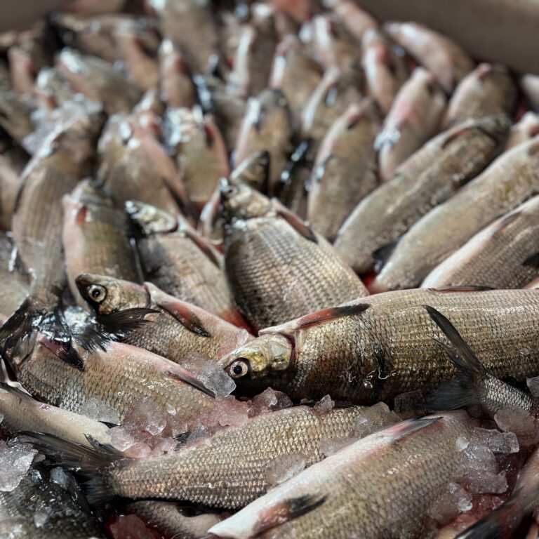 IMG 1823 cropped 768x768