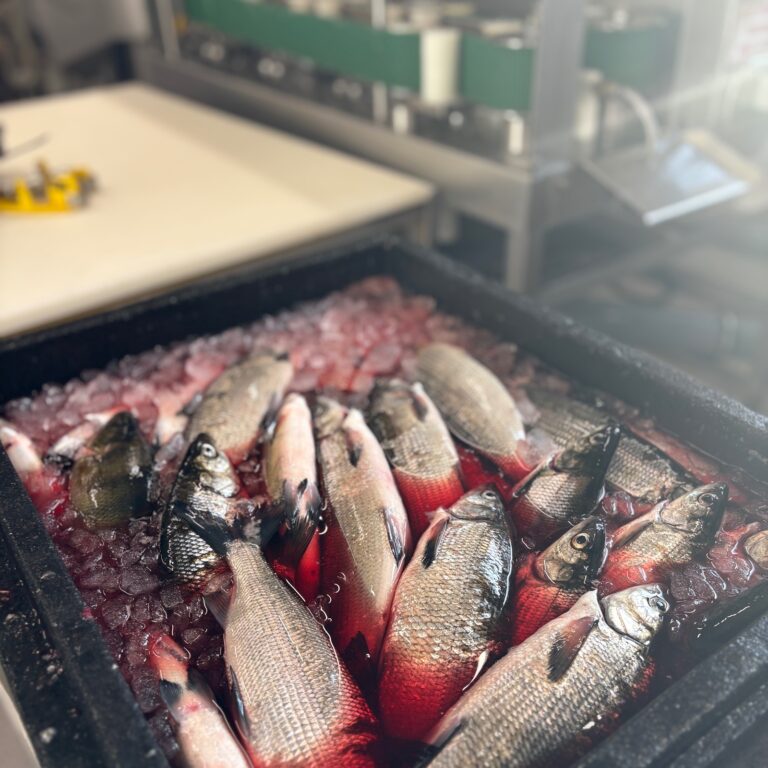 IMG 2670 cropped 768x768