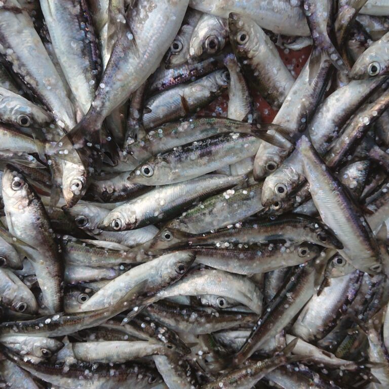 DSC 1301 cropped 768x768