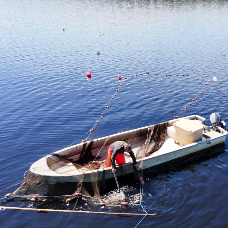 Drone muikunpyyntia cropped 768x768