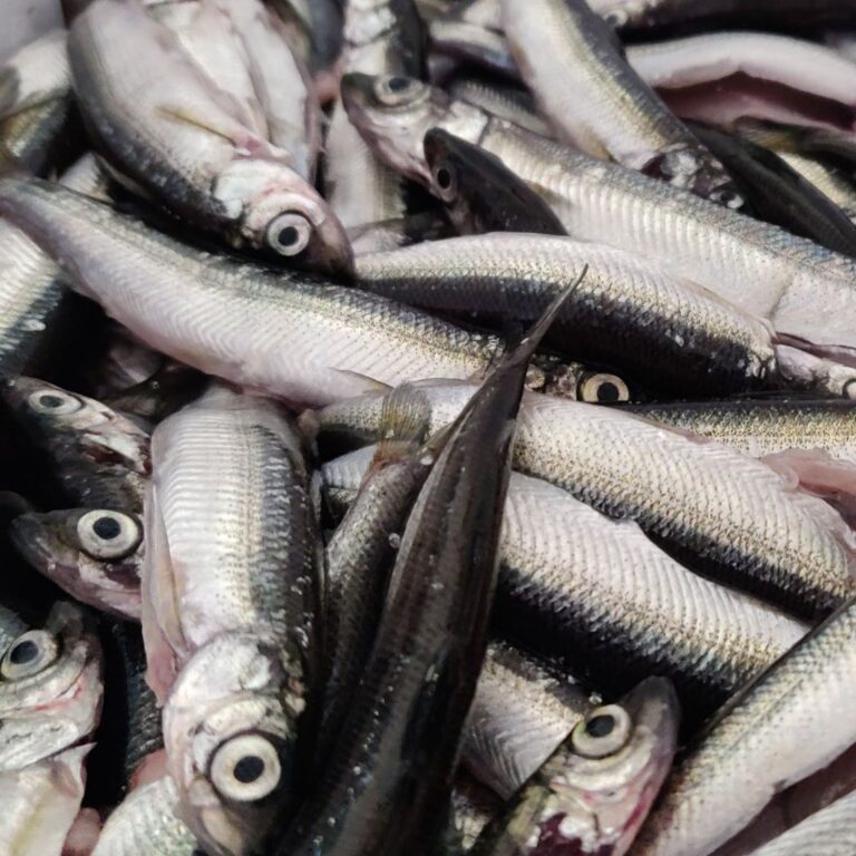 muikkukuva uus cropped 768x768