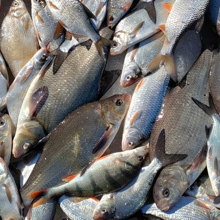 smartfisk cropped 768x768